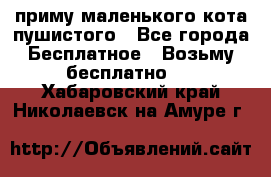 приму маленького кота пушистого - Все города Бесплатное » Возьму бесплатно   . Хабаровский край,Николаевск-на-Амуре г.